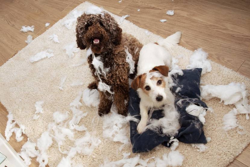 Zwei Hunde mit unschuldigem Ausdruck, nachdem sie ein Kissen zerstört haben