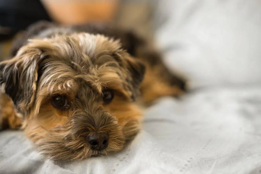 Hund eingerollt wirkt unwohl