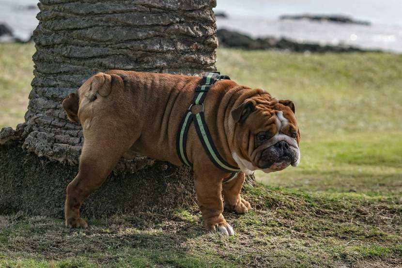 Hund pinkelt gegen Baum