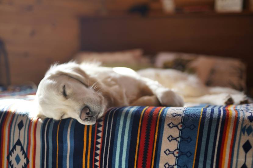 Hund schläft erschöpft, fiebrig