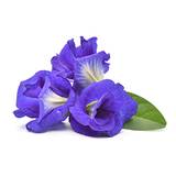 Butterfly Pea Extract