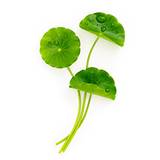 Centella Asiatica Extract