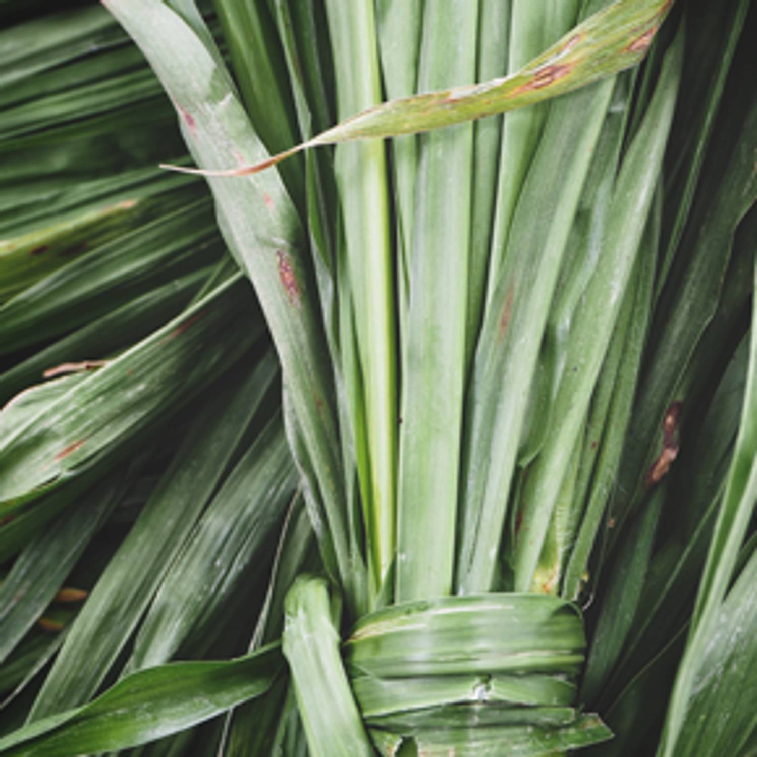 Brazilian Vetiver Oil