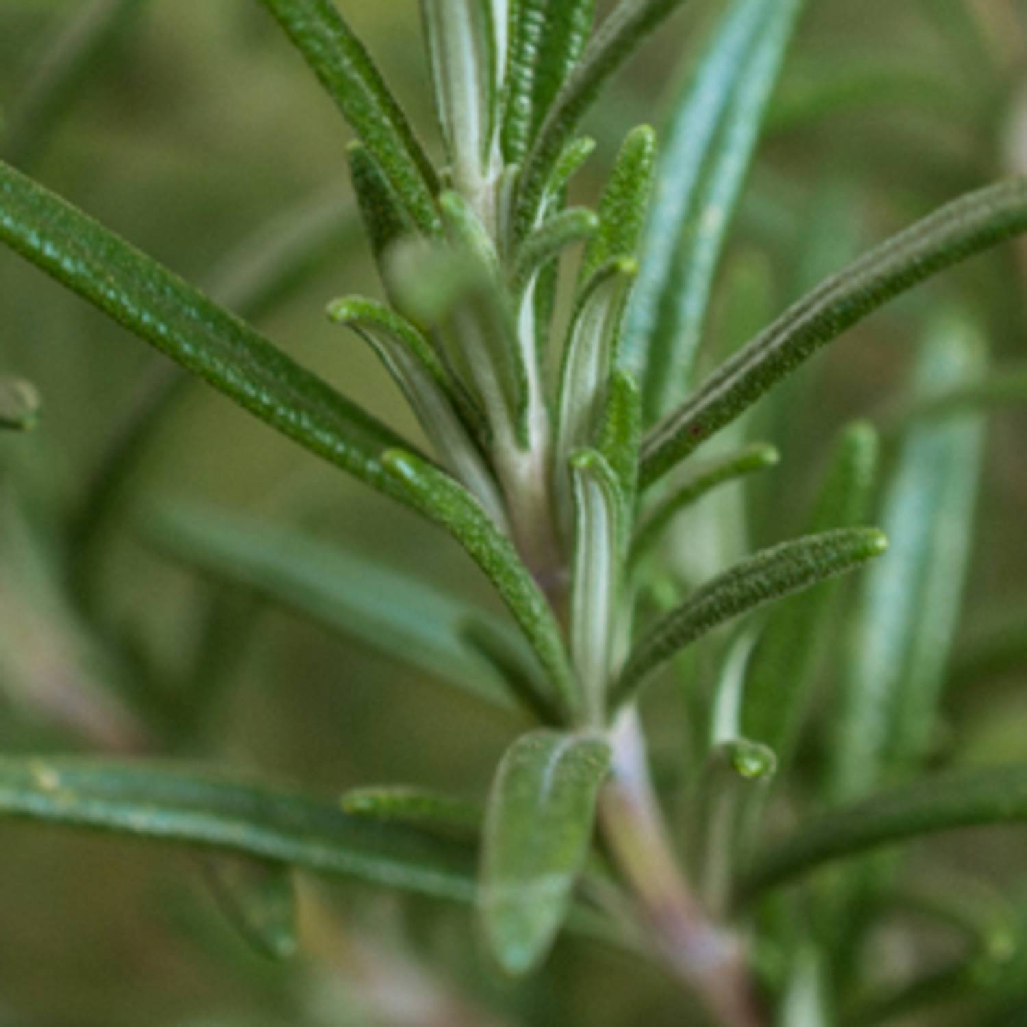 Rosemary Leaf Oil