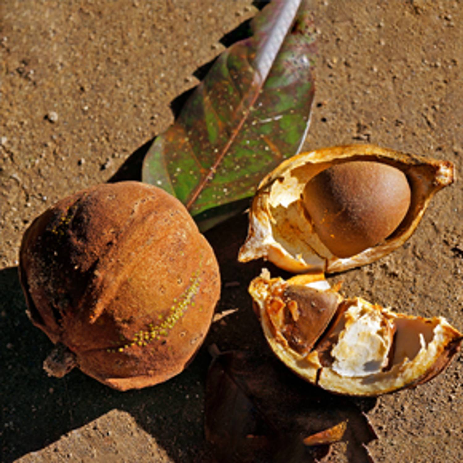 Andiroba Oil