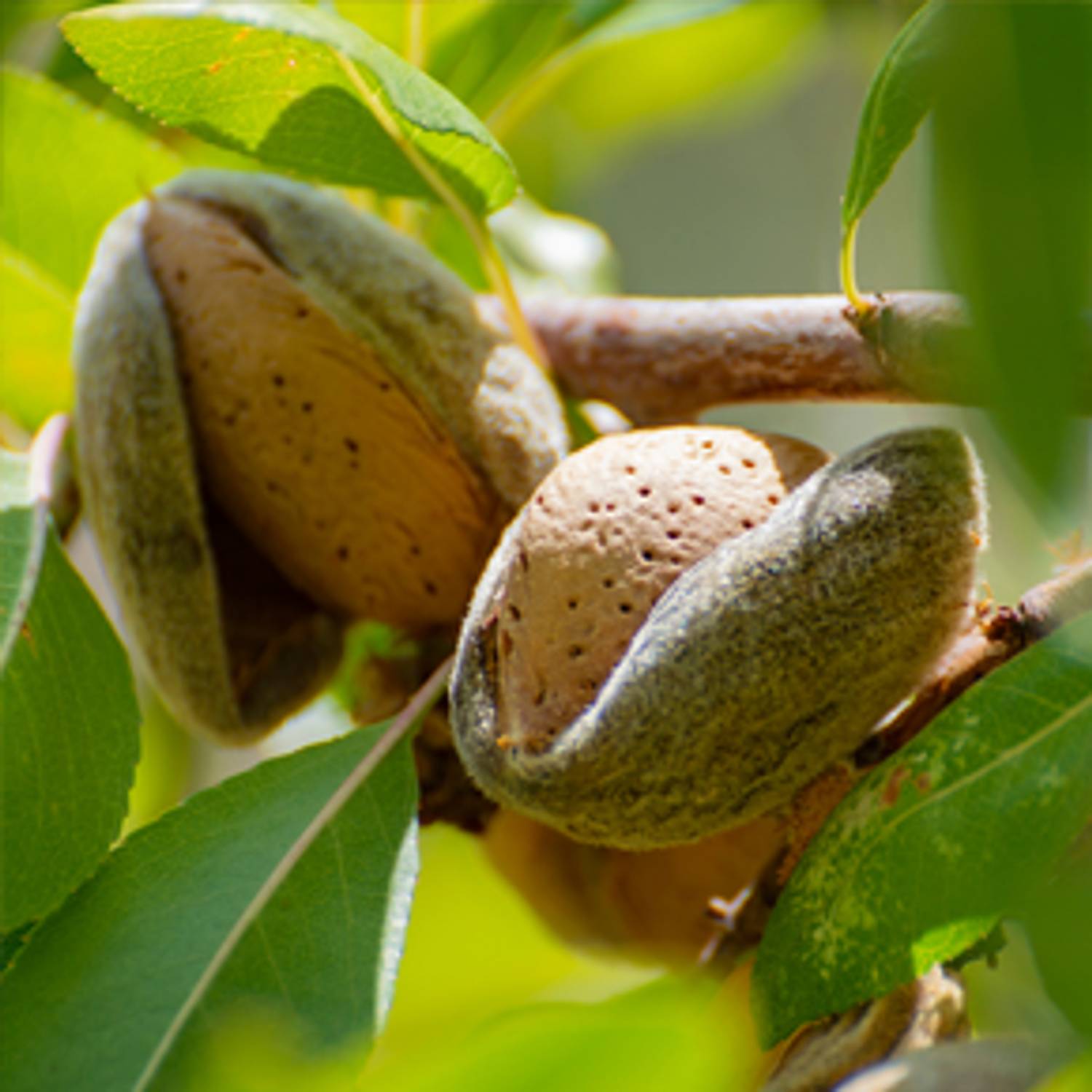 Sweet Almond Oil