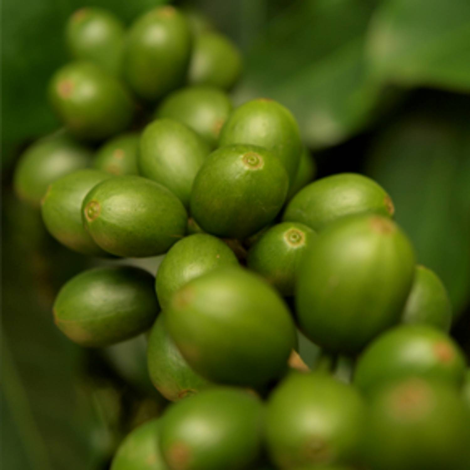 Green Coffee Oil
