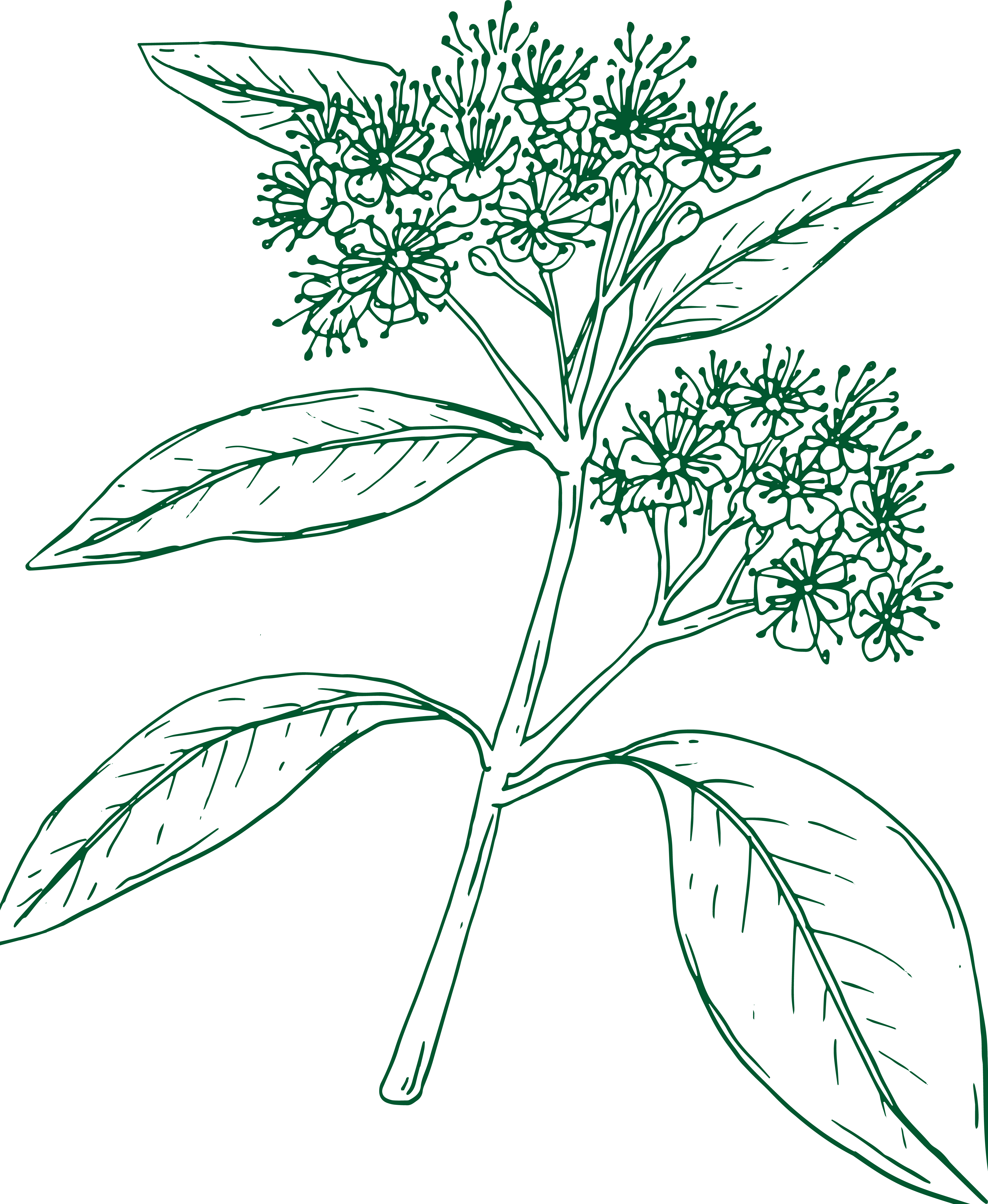 Lemon Myrtle illustration