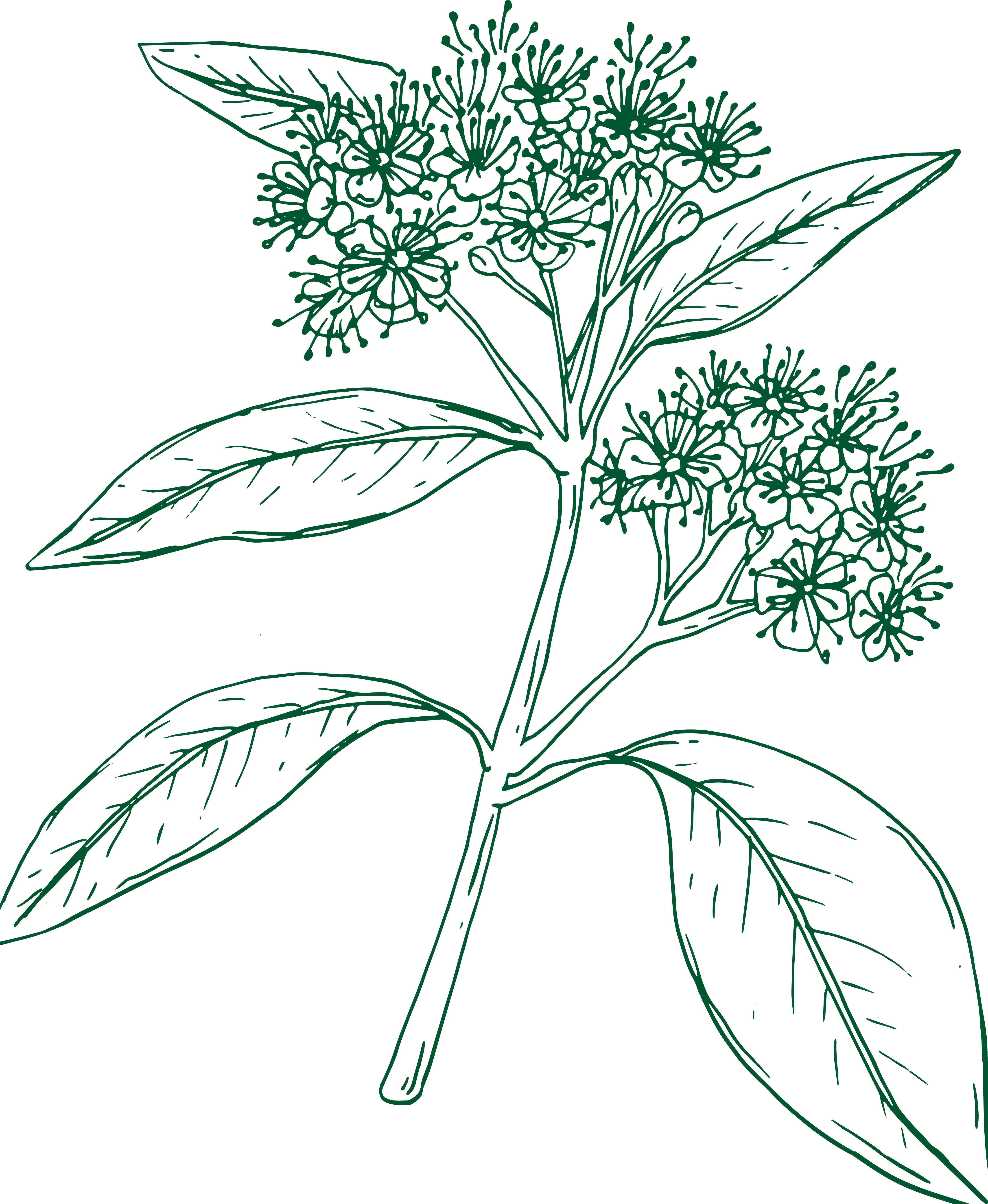 Lemon Myrtle illustration