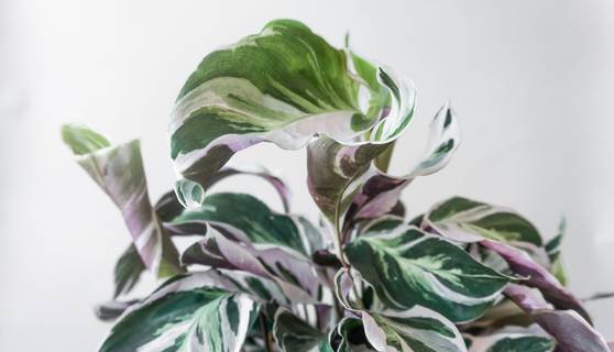Calathea White Fusion Houseplants By Leaf Envy