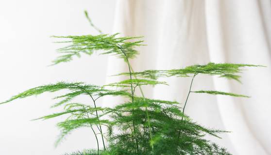 Asparagus Fern House Plants By Leaf Envy