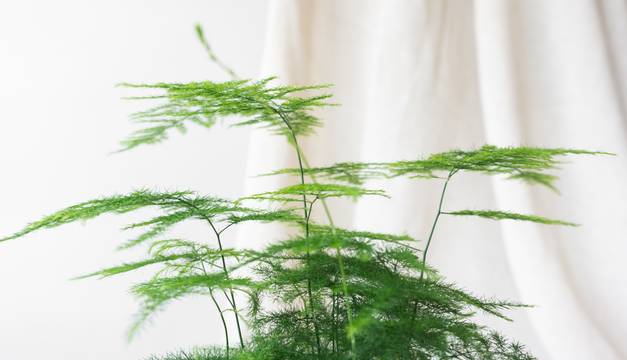 Asparagus Fern House Plants By Leaf Envy