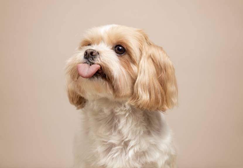Welche Ursachen hat Sodbrennen beim Hund?