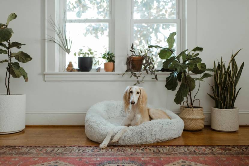 entspannter Rückzugsort für den Hund