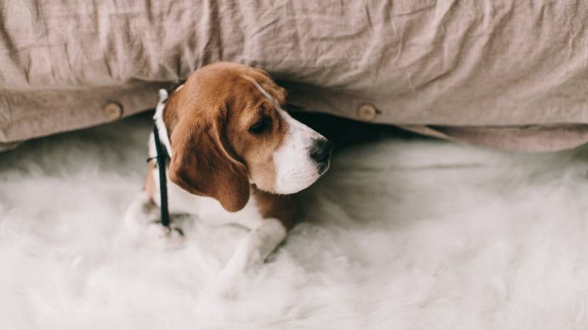 Hund erschöpft unter Bett liegend