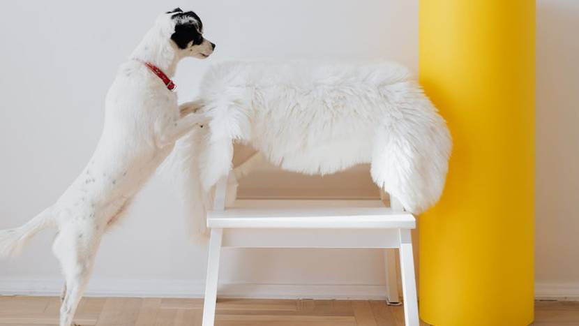 Hund steigt heimlich auf Stuhl, hat Langeweile alleine zuhause