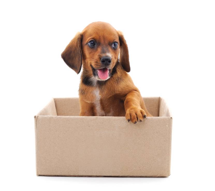 Welpe in Umzugsbox