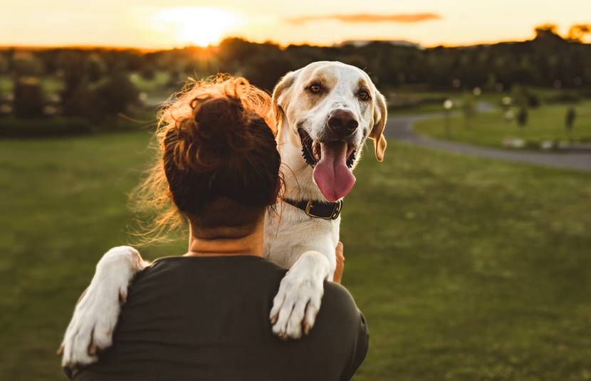 Hund anhänglich auf dem Arm einer Frau