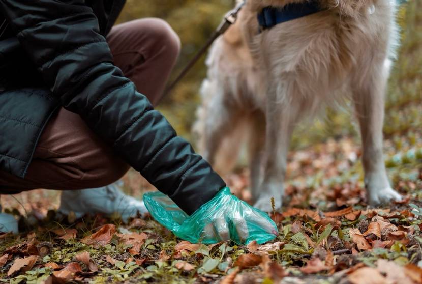 Kot vom Hund einsammeln und Veränderungen kontrollieren