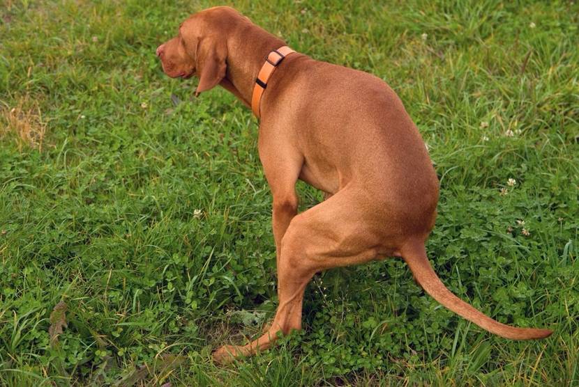 Hund beim Häufchen machen