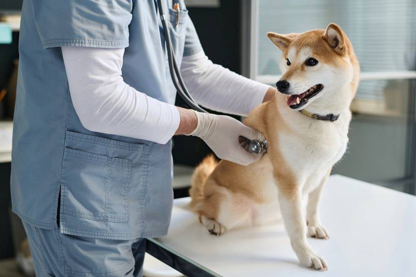 Hund wird vom Tierarzt abgehört