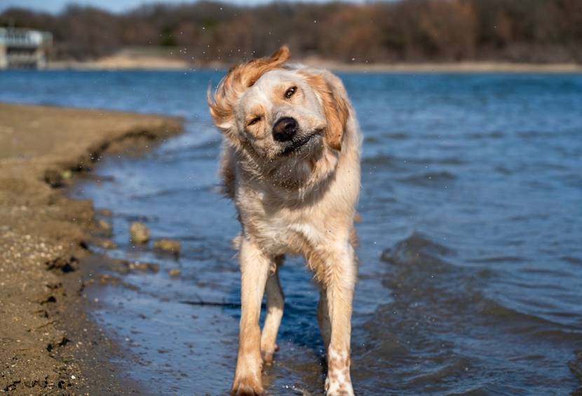 Hund schüttelt Wasser stark ab