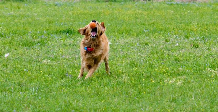Hund rennt über eine Wiese