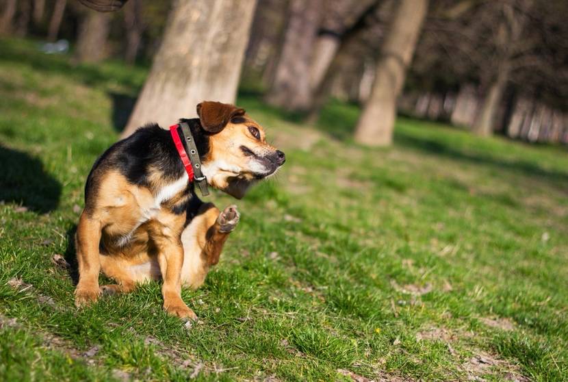 Hund sitzt auf einer Wiese und kratzt sich