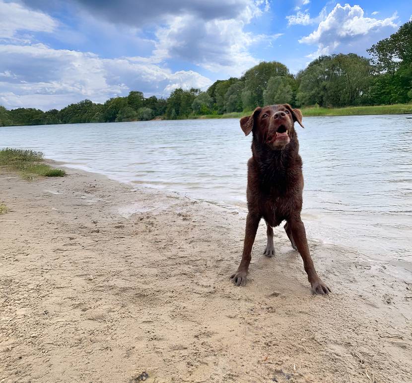 Hund-am-Strand