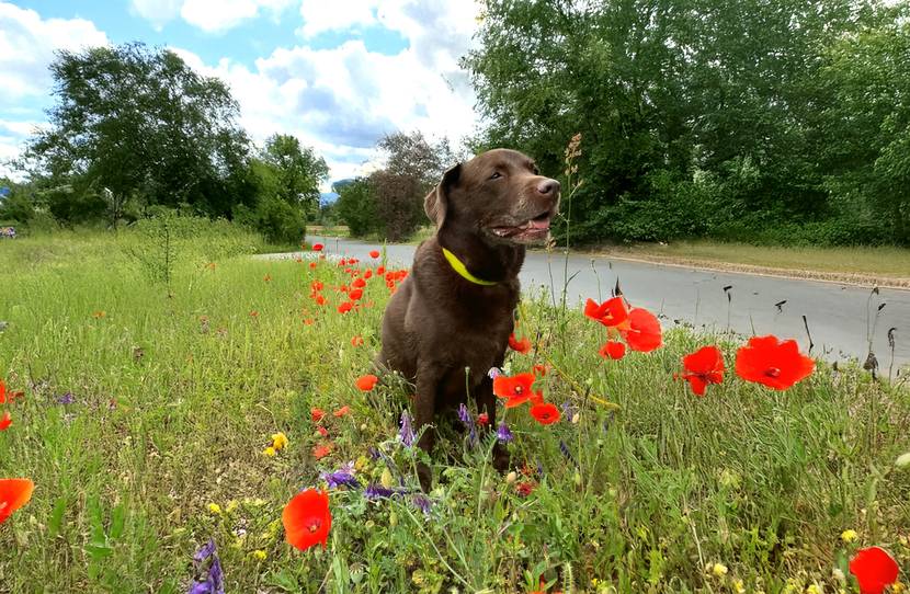Hund-im-Mohn