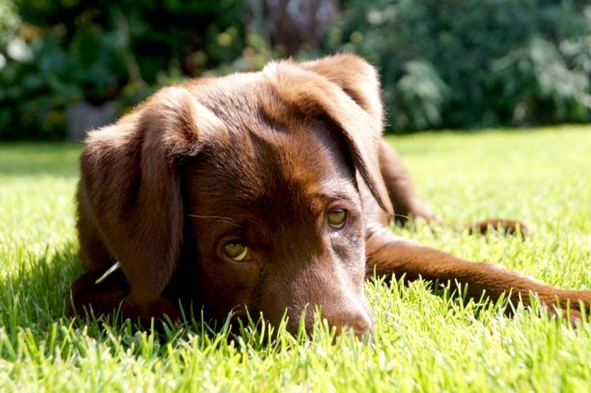 Freilauf mit Aussicht – die Hundewiesen in Berlin