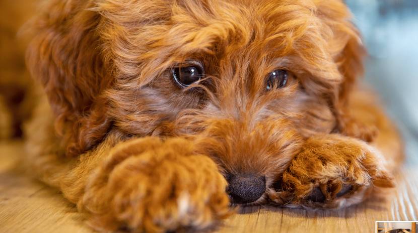Wie alt wird mein Hund mit Epilepsie?