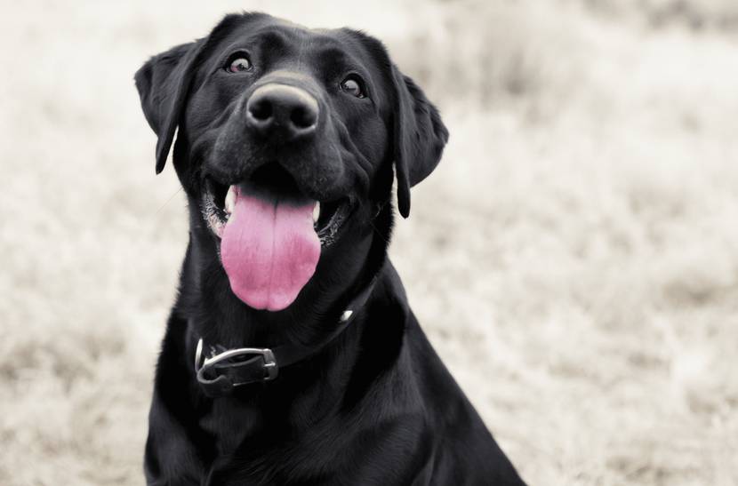 Was deinem Hund zusätzlich guttun kann