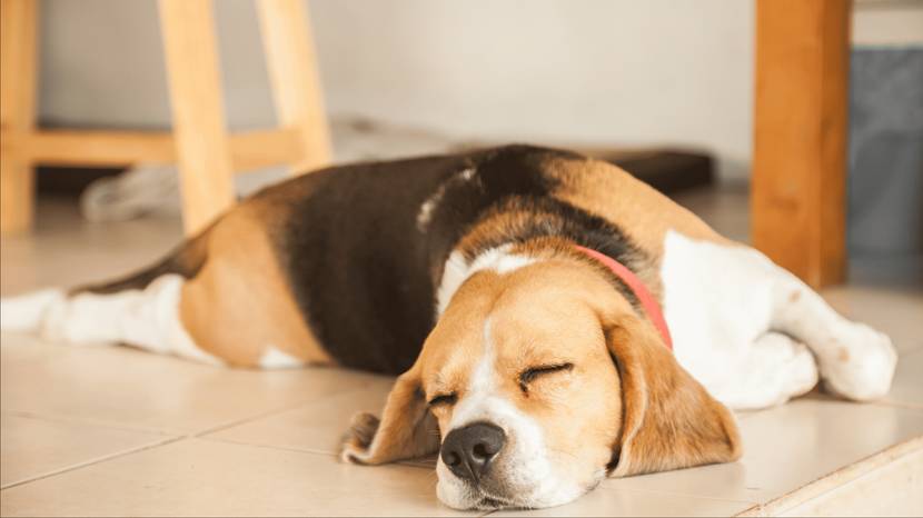 Formen von Epilepsie beim Hund