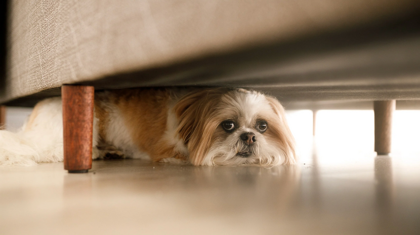 Hund liegt unter Sofa