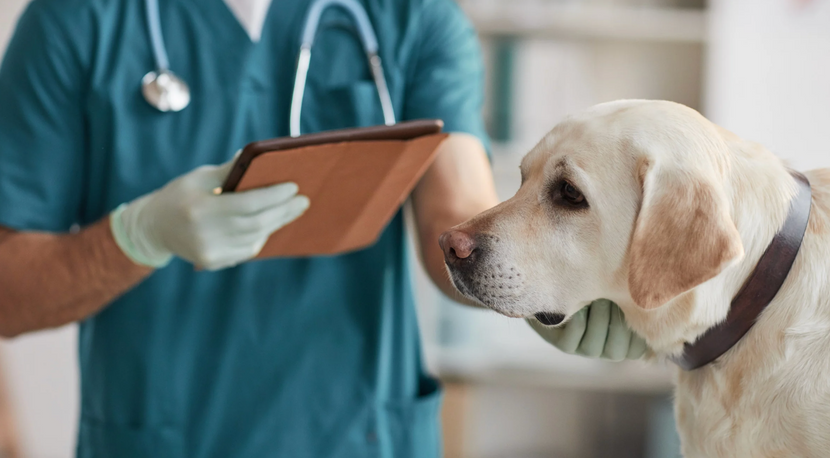 Hund beim Tierarzt