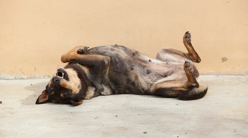 Glücklicher Hund liegt auf dem Rücken