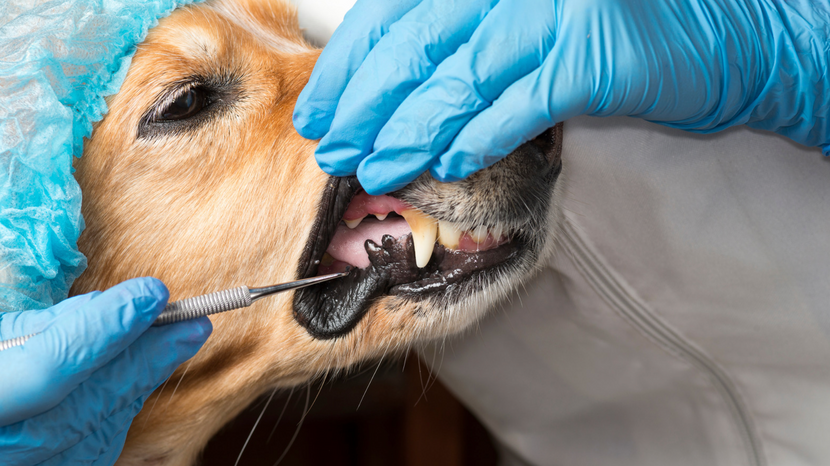 Diagnose durch den Tierarzt