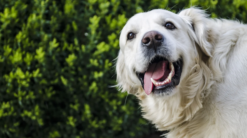 Glücklicher Hund mit weißen Zähnen
