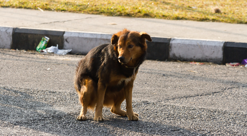 Was ist eine Darmentzündung beim Hund?