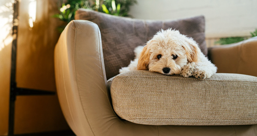 Hund liegt auf Sofa