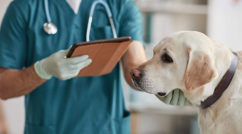 Diagnose beim Tierarzt