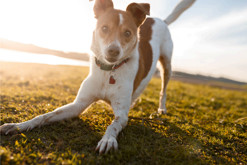 Was bedeutet das eigentlich: „hyperaktiver Hund“?