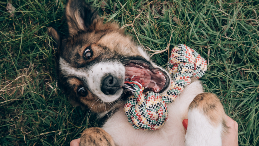 Symptome: Woran erkennst du einen hyperaktiven Hund?