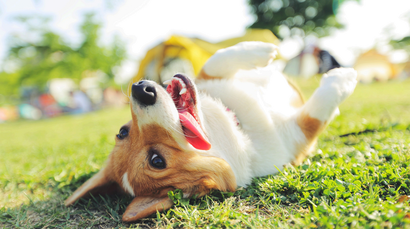 Ursachen: Warum ist mein Hund so unruhig?