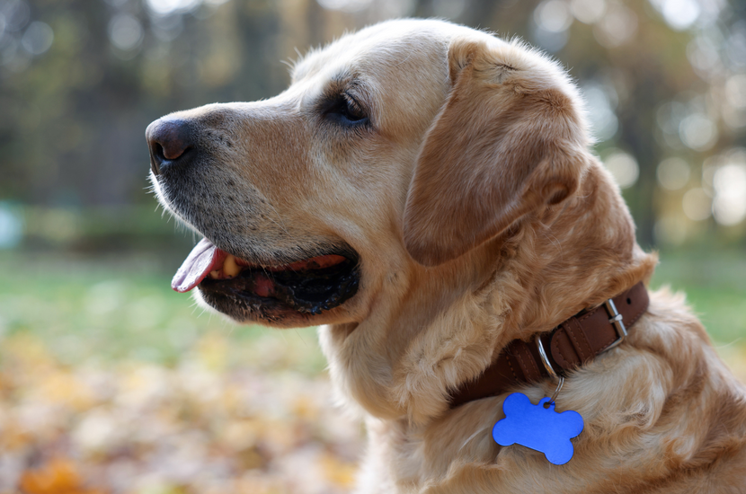 Glücklicher Hund mit Hundemarke