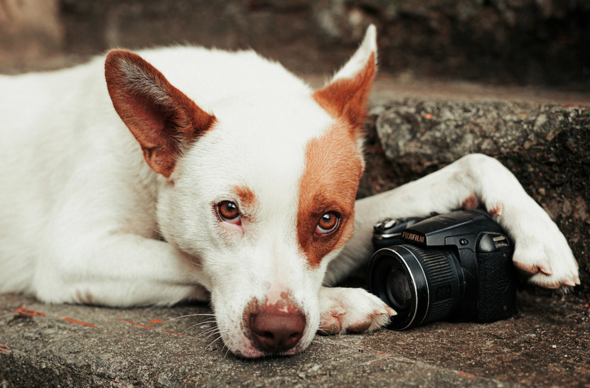 Hund mit Kamera