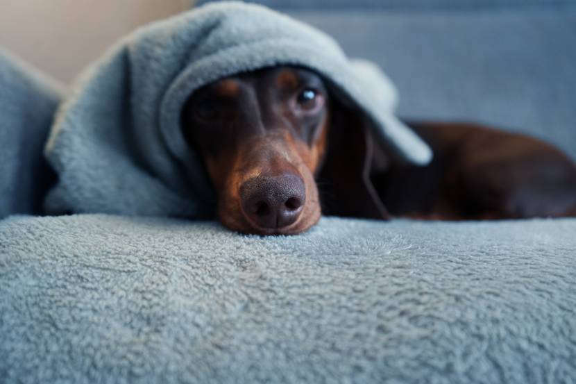 Hund mit Kuscheldecke
