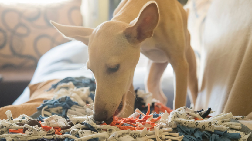 Hund mit Schnüffelmatte