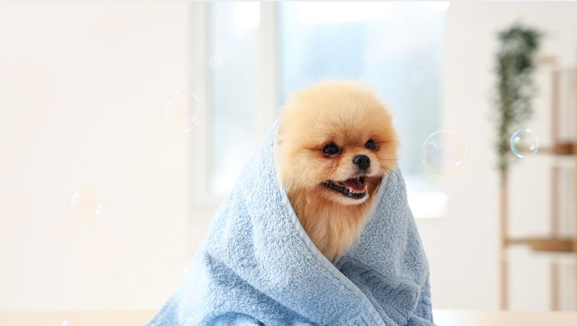 Hund eingewickelt in einem Handtuch